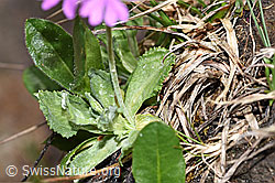 Mehl-Primel (Primula farinosa) (F183786)