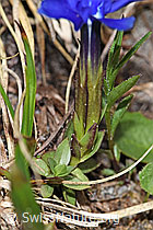 Frühlings-Enzian (Gentiana verna) (F183798)