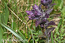 Alpenhelm (Bartsia alpina) (F183801)