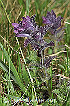 Alpenhelm (Bartsia alpina) (F183804)