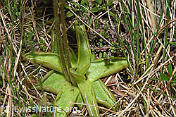 Alpen-Fettblatt (Pinguicula alpina) (F183815)
