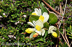 Buchsblättrige Kreuzblume (Polygala Chamaebuxus) (F183822) Buchsblättrige Kreuzblume (Polygala Chamaebuxus) (F183822)