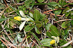 Buchsblättrige Kreuzblume (Polygala Chamaebuxus) (F183827) Buchsblättrige Kreuzblume (Polygala Chamaebuxus) (F183827)