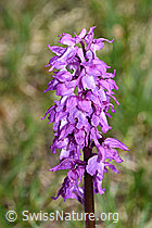 Männliches Knabenkraut (Orchis mascula) (F183846) Männliches Knabenkraut (Orchis mascula) (F183846)