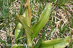 Männliches Knabenkraut (Orchis mascula) (F183847) Männliches Knabenkraut (Orchis mascula) (F183847)