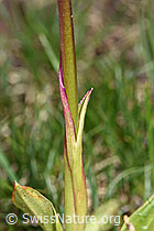 Männliches Knabenkraut (Orchis mascula) (F183849) Männliches Knabenkraut (Orchis mascula) (F183849)
