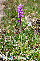 Männliches Knabenkraut (Orchis mascula) (F183850) Männliches Knabenkraut (Orchis mascula) (F183850)