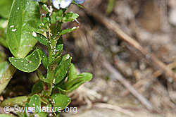 Quendel-Ehrenpreis (Veronica serpyllifolia) (F183897) Quendel-Ehrenpreis (Veronica serpyllifolia) (F183897)