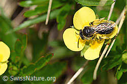 Gewöhnliche Zwergsandbiene (Andrena minutula) auf Blutwurz (Potentilla erecta)