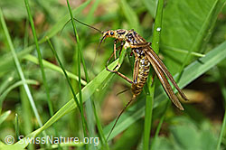 Foto: Grosse Perlensteinfliege (Perla grandis)