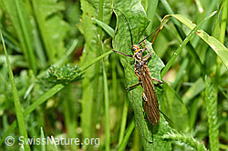 Foto: Grosse Perlensteinfliege (Perla grandis)