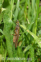 Foto: Grosse Perlensteinfliege (Perla grandis)