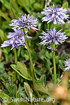 Herzblättrige Kugelblume (Globularia cordifolia) (26.06.2021, F183988)