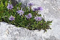 Herzblättrige Kugelblume (Globularia cordifolia) (F184001) Herzblättrige Kugelblume (Globularia cordifolia) (F184001)