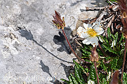 Silberwurz (Dryas octopetala) (F184009)