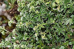 Glänzender Silbermantel (Alchemilla nitida) (F184013)