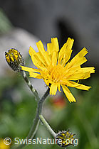 Gabeliges Habichtskraut (Hieracium bifidum) (F184014)