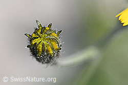 Gabeliges Habichtskraut (Hieracium bifidum) (F184015)