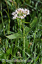 Dreiblatt-Baldrian (Valerina tripteris) (26.06.2021, F184022)