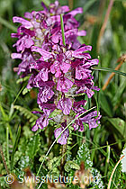 Quirlblättriges Läusekraut (Pedicularis verticillata) (F184023) Quirlblättriges Läusekraut (Pedicularis verticillata) (F184023)