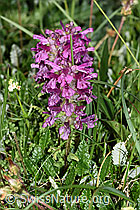 Quirlblättriges Läusekraut (Pedicularis verticillata) (26.06.2021, F184027)