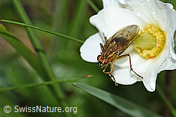 Gelbe Dungfliege (Scathophaga stercoraria) auf Blume (F184047)