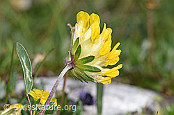 Anthyllis vulneraria ssp. alpestris (F184061)