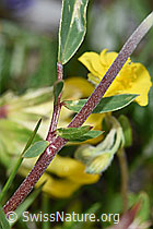 Anthyllis vulneraria ssp. alpestris (F184064)
