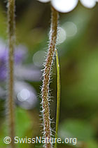 Bewimperter Mannsschild (Androsace chamaejasme) (F184074)