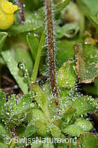 Bewimperter Mannsschild (Androsace chamaejasme) (F184075)