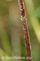 Alpenlattich (Homogyne alpina) (F184095)