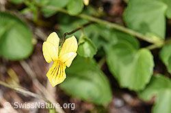 Gelbes Berg-Veilchen (Viola biflora) (26.06.2021, F184100)