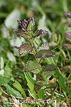 Alpenhelm (Bartsia alpina) (26.06.2021, F184106)