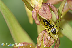Grüne Hohlzunge (Coeloglossum viride) Blütenstand