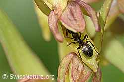 Grauschwarze Sklavenameise (Formica fusca) auf Grüne Hohlzunge (Coeloglossum viride) (F184114)