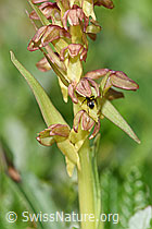 Grüne Hohlzunge (Coeloglossum viride) (F184115)