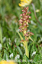 Grüne Hohlzunge (Coeloglossum viride) (F184116)