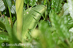 Grüne Hohlzunge (Coeloglossum viride) (F184118)
