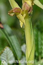Grüne Hohlzunge (Coeloglossum viride) (F184119)