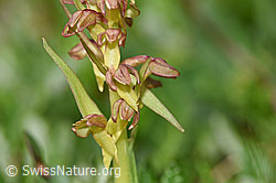 Grüne Hohlzunge (Coeloglossum viride) (F184125)