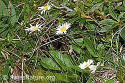 Alpenmasslieb (Aster bellidiastrum) (26.06.2021, F184132)