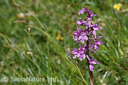 Orchis mascula (F184146)