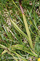 Orchis mascula (F184149)