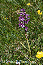 Orchis mascula (F184151)