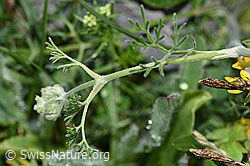 Augenwurz (Athamanta cretensis) (F184160) Augenwurz (Athamanta cretensis) (F184160)