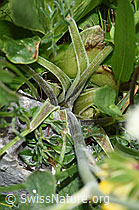 Augenwurz (Athamanta cretensis) (F184161) Augenwurz (Athamanta cretensis) (F184161)