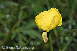 Trollblume (Trollius europaeus) (F184191)