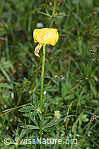 Trollblume (Trollius europaeus) (F184193)