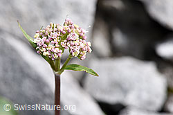 Berg-Baldrian (Valeriana montana) (F184197)
