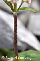 Berg-Baldrian (Valeriana montana) (F184199)